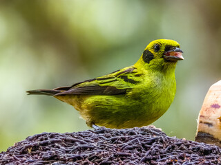 Emerald Tanager - Tangara florida in Costa Rica
