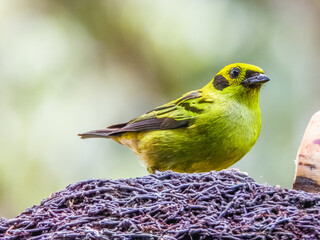 Emerald Tanager - Tangara florida in Costa Rica