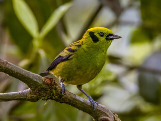 Emerald Tanager - Tangara florida in Costa Rica