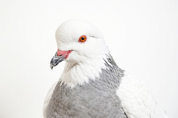 Obraz premium Close-up of a White and Grey Dove with Orange Eyes