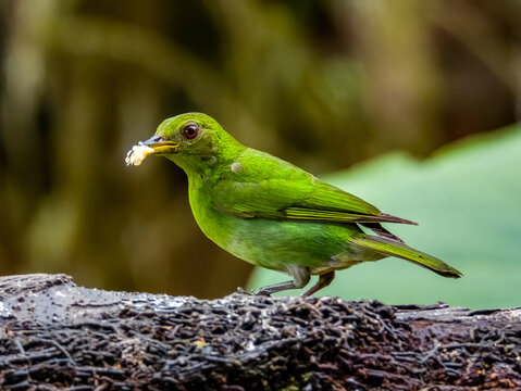Green Honeycreeper - Chlorophanes spiza in Costa Rica