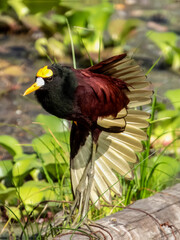 Northern Jacana - Jacana spinosa in Costa Rica