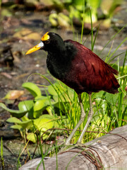 Northern Jacana - Jacana spinosa in Costa Rica