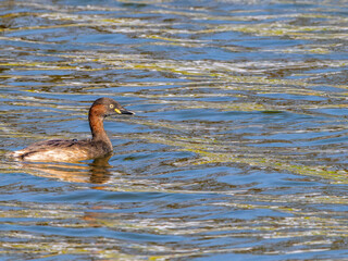 池を泳ぐカイツブリ