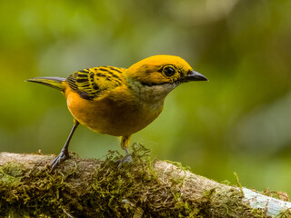 Silver-throated Tanager - Tangara icterocephala in Costa Rica