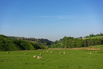A small steep sided Valley at Deuchar near to Glen Ogil, with Sheep and their lambs grazing on the flat Valley Floor next to old gravel pits.