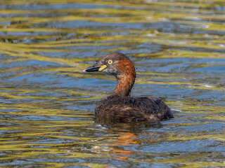 池を泳ぐカイツブリ