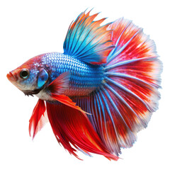 Fototapeta premium Isolated colorful beta fish on transparent background
