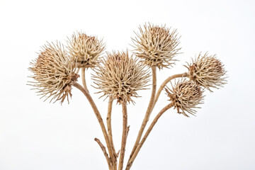 Dried Spiky Flowers on White Background