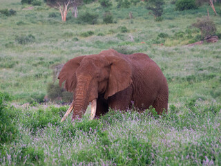 Kenia - safari