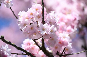 Beautiful spring flowers in Canada