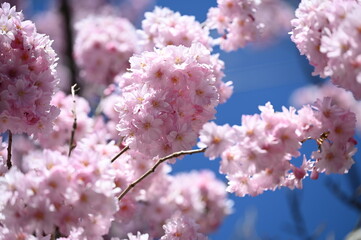 Beautiful spring flowers in Canada