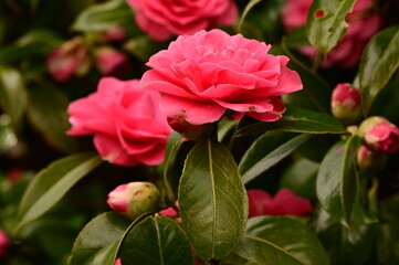 Obraz premium Beautiful spring flowers in Canada