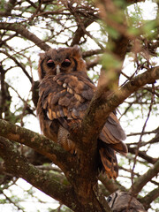 Kenia - safari © Pawel Kaczmarski