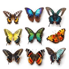 Collection of colorful butterflies with various patterns. on a white background
