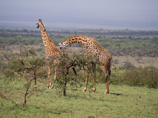 Kenia - safari