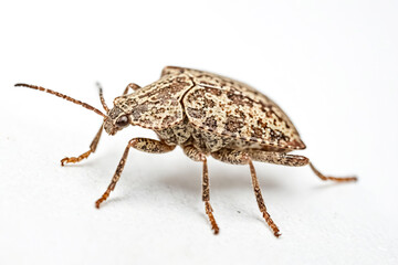 Close-up of a small brown beetle