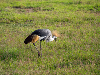 Kenia - safari © Pawel Kaczmarski
