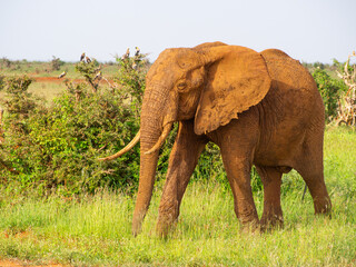 Kenia - safari © Pawel Kaczmarski
