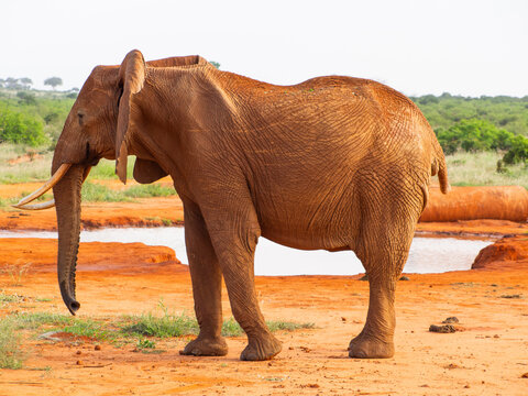Fototapeta Kenia - safari
