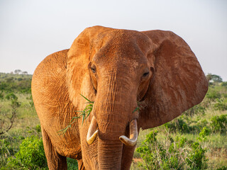 Kenia - safari © Pawel Kaczmarski