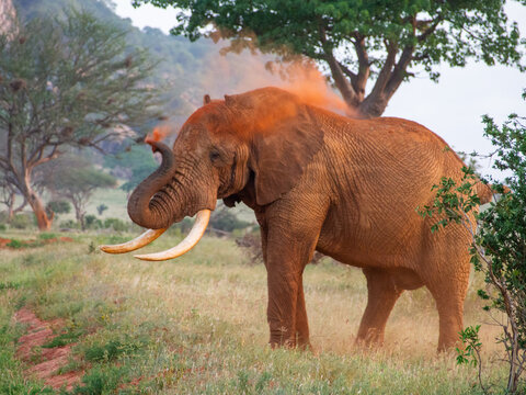 Fototapeta Kenia - safari