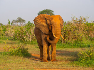Kenia - safari © Pawel Kaczmarski