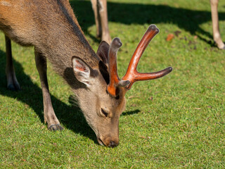 芝を食べる奈良公園の鹿