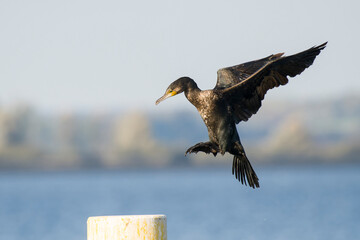 Kormoran bei der Landung	