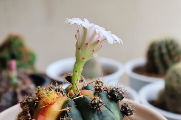 cactus blooming Light pink on the table combined with other pots
