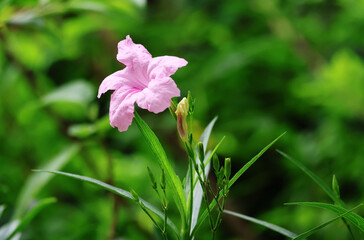 Ruellia tuberosa blooms pink flowers with small inflorescences on a plant in a green garden.