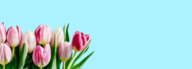 Obraz premium Pink and white tulips against a blue background. Concept: spring, beauty, elegance. For floral shops, greeting cards, celebration campaigns, Mother's Day, weddings, Easter, and floral holidays.