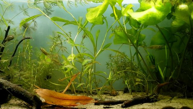 ninespine stickleback shoal, captive wild animal behaviour, European coldwater biotope aquarium, substrate bottom, yellow water-lily and pondweed rich aquatic plant vegetation nature explore concept