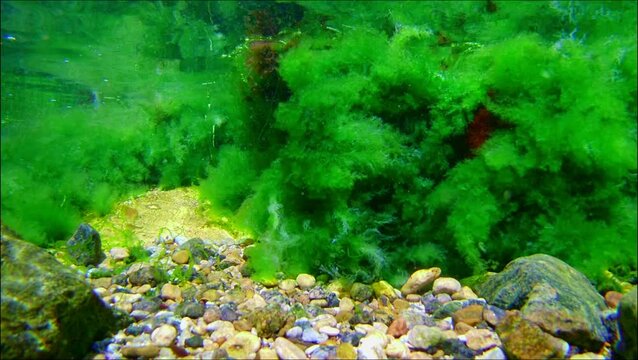 saltwater green algae grow, air bubble in oxygen rich water, surface reflection, coquina stone pebble, algal mess, Black Sea low salinity biotope, supralittoral zone gravel bottom, underwater snorkel