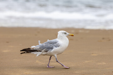 Seagull walking on a sandy beach. North Sea, Scheveningen beach, Netherlands