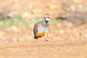 Alectoris rufa in Penalajo, Ciudad Real, Castill-La Mancha, Spain