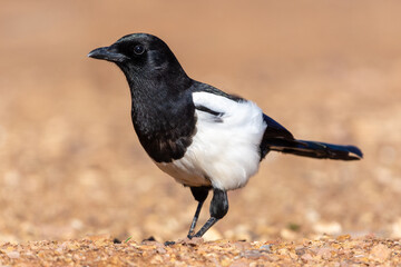 Pica Pica in Penalajo, Ciudad Real, Castill-La Mancha, Spain