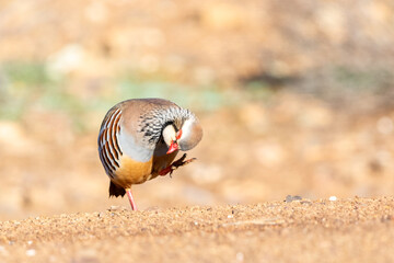 Alectoris rufa in Penalajo, Ciudad Real, Castill-La Mancha, Spain