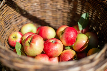 Close-up of apples in a basket with leaves