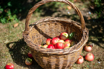 Ripe apples in a basket in the orchard