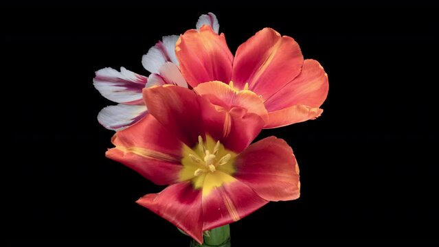 Timelapse of yellow and red tulip flowers blooming on black background. Wedding backdrop, Valentine's Day concept. Mother's day, Holiday, Love, birthday