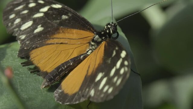 Closeup shot of a tarricina longwing butterfly standing on a green leaf on a sunny day