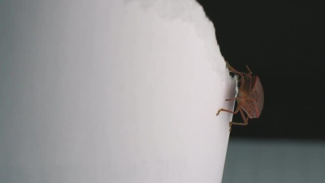 Closeup footage of brown marmorated stink bug crawling on a white paper in daylight