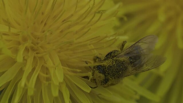 Closeup footage of honey bee covered in pollen trying to gather nectar from a dandelion flower