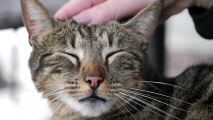 Closeup footage of a female hand petting the head of a relaxed short-hair tabby cat