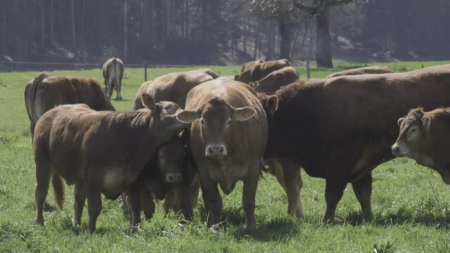 Slow motion footage of a drove of domestic cattle grazing in vast green pasture on a sunny day