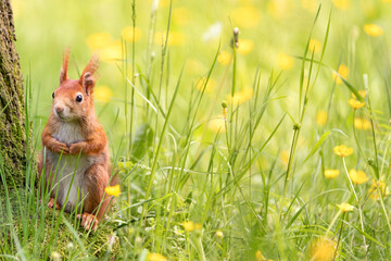 Cute and shy squirrel standing next to the tree trunk in the green grass