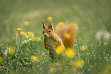 Shy red squirrel standing in the grass between the yellow flowers
