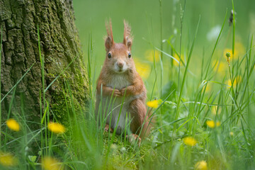 Cute squirrel standing next to the tree in the grass