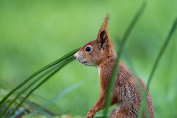 Squirrel standing between the green blades of grass